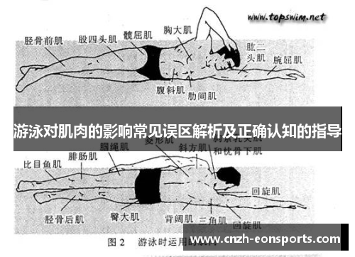 游泳对肌肉的影响常见误区解析及正确认知的指导